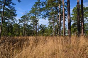 Longleaf Pine