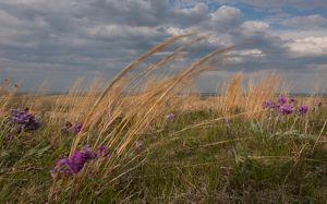 Closeup of prairie grasses blowing in the wind in a vast prairie.