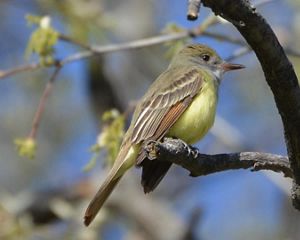great crested flycatcher
