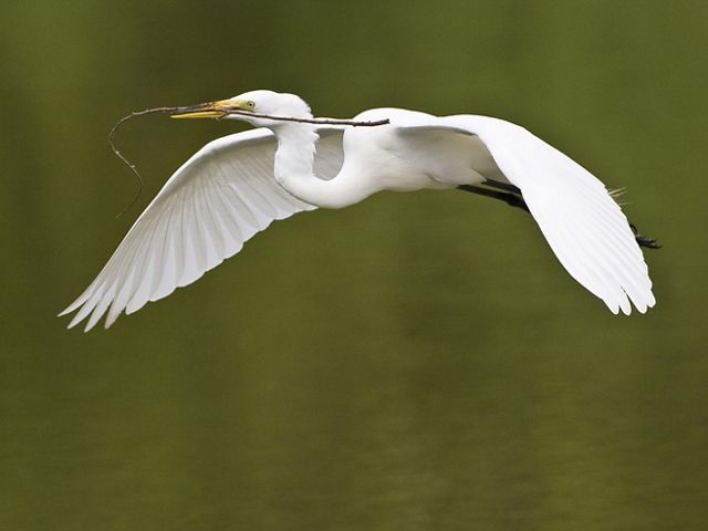 An adult great egret is flying above a pond.