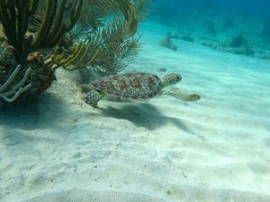 Underwater view of a green sea turtle swimming in tropical waters.