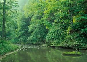 Creek runs through lush green forest.
