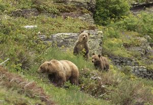 Family of grizzly bears.