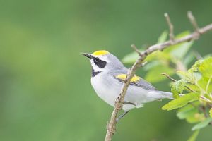 A small gray and brown bird with a yellow cap sits in a tree branch.