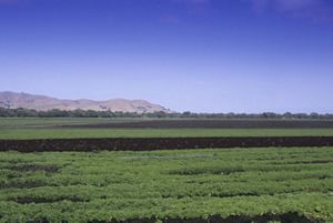 Fertile farmland in Salinas valley