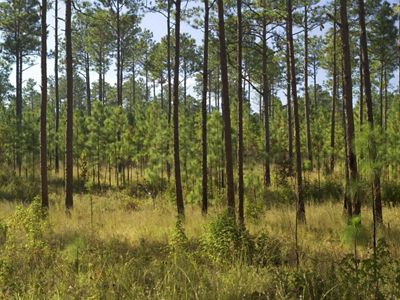 A sparse forest stands in sunlight.