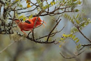 A video of a red bird moving on a branch, an ʻIʻiwi, scarlet honeycreeper.