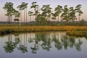 Maryland wetlands