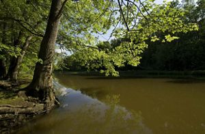Trees with leafy branches situated alongside a slow-moving river.
