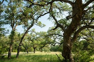 A meadow framed by extensive groves of trees in summer.