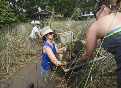 Three people stand waist-deep in a stream and plant grasses.