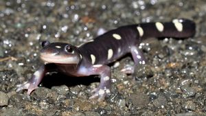 Close-up of a salamander.