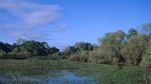 Wetlands framed by a long grove of trees.