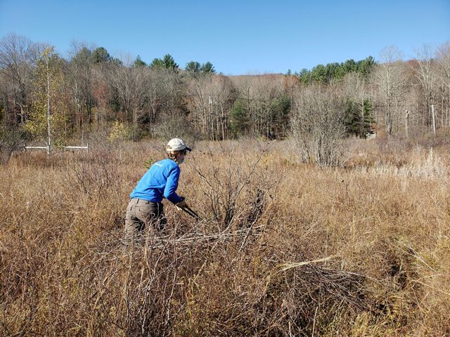 A stewardship intern cuts back an invasive bush in an open wetland in winter.