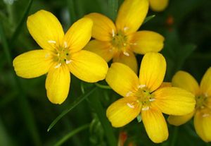 Small yellow flowers are displayed in the grass.