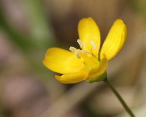 One small yellow flower takes up most of the frame. It has 5 petals. 