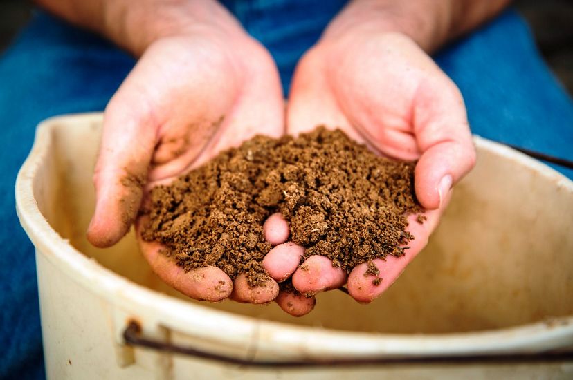 Two hands hold brown soil that has just been scooped from the white bucket resting on the ground beneath.