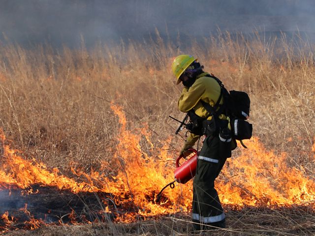 A woman dressed in yellow and orange fire gear and face mask holds a drip torch to a patch of tall prairie grass already alight with a small line of fire.