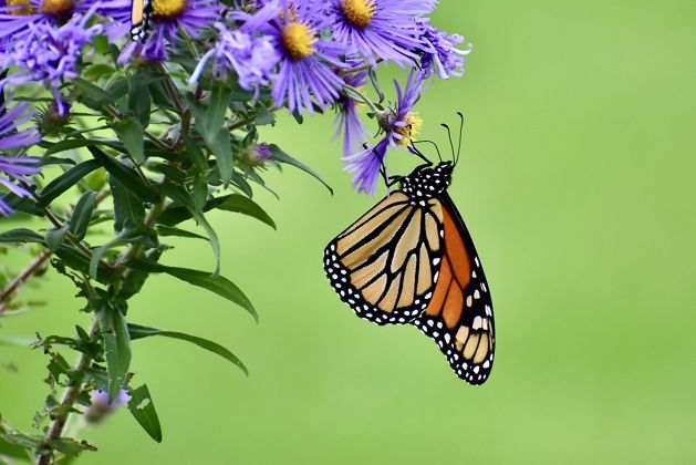 A monarch butterfly sips nectar from blue aster flowers.