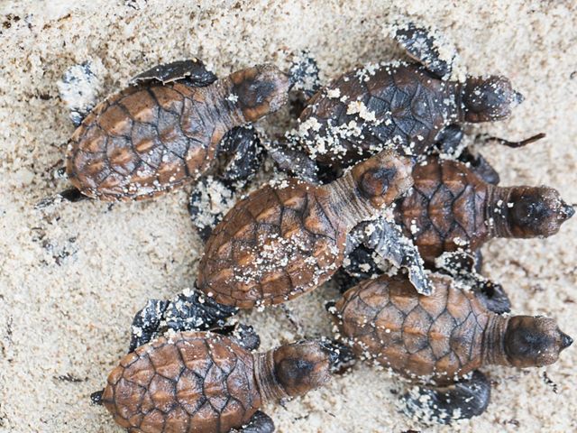 Moments after hatching, baby hawksbill turtles head towards the ocean in the Arnavon Islands. 