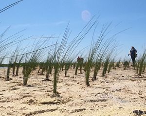 People plant long green grasses on a sandy beach.