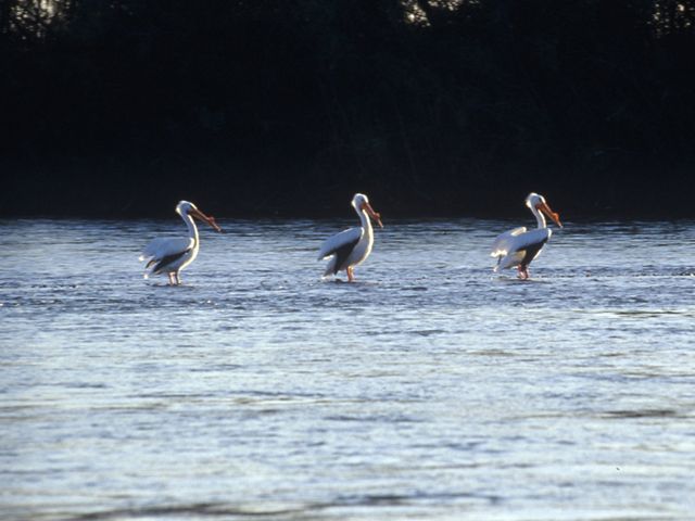 Three white pelicans, all facing to the right, stand in shallow river water.