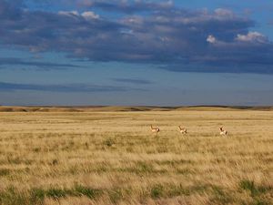 The longest pronghorn migration in North America is on the Northern Great Plains