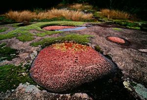 The unique pond at Heggie's Rock with the piedmont rock all around.
