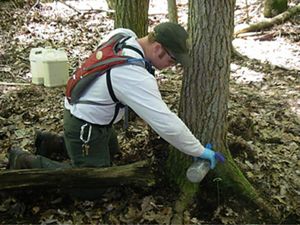 Man applying hemlock chemical treatment to the roots of a tree.