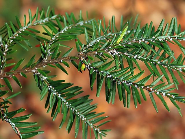 The Hemlock Woolly Adelgid (an invasive insect that here looks like white fuzz on a hemlock branch) moved into Kentucky in 2007.