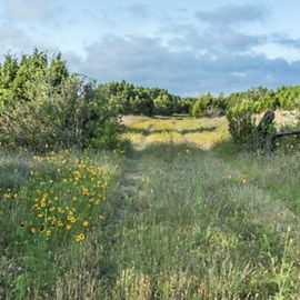 A field of flowers and brush with a worn trail.