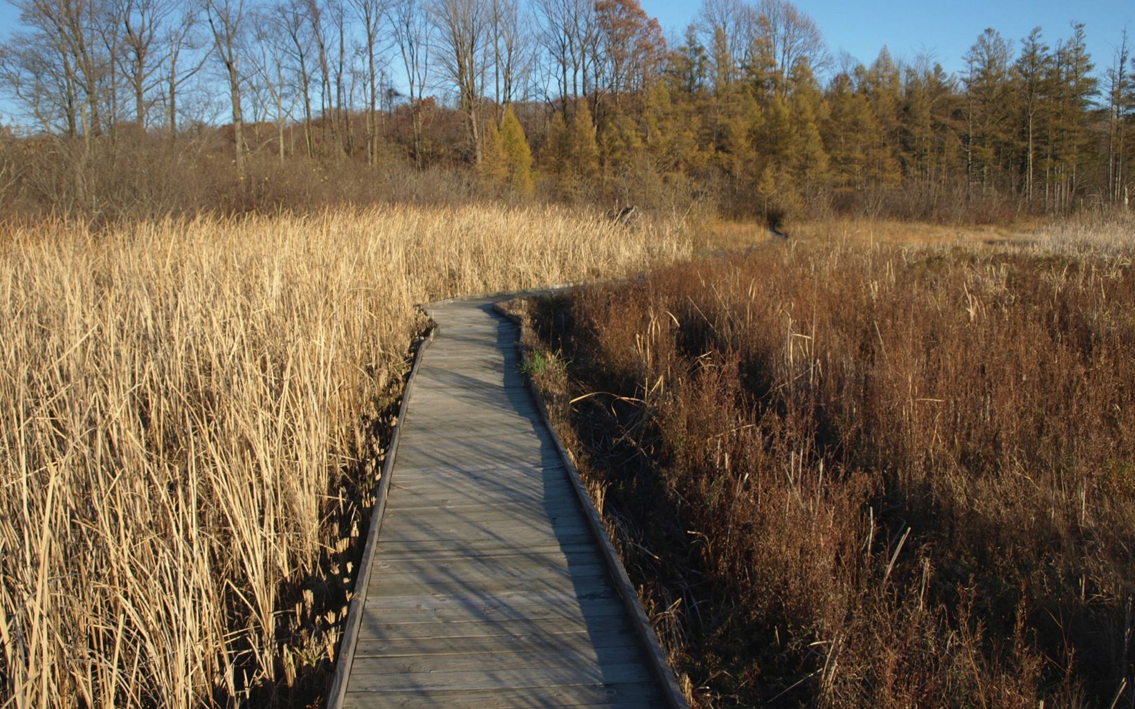 J. Arthur Herrick Fen Grasses and native plants surround the boardwalk as it winds through the wetland at J. Arthur Herrick Fen Preserve before it enters the forest. © Linda Bourassa
