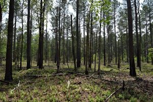 Several tall and thin trees gorw in a forest.