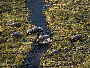 herd of elephants walking through tall grass wetlands