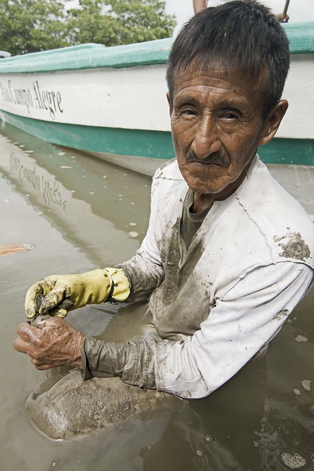 A man half submerged in the water holds and shows conchs in his hands.