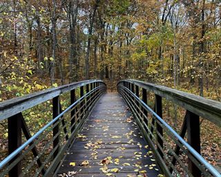 Footbridge over a stream in an autumn forest.