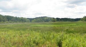 Summer view of wetland.