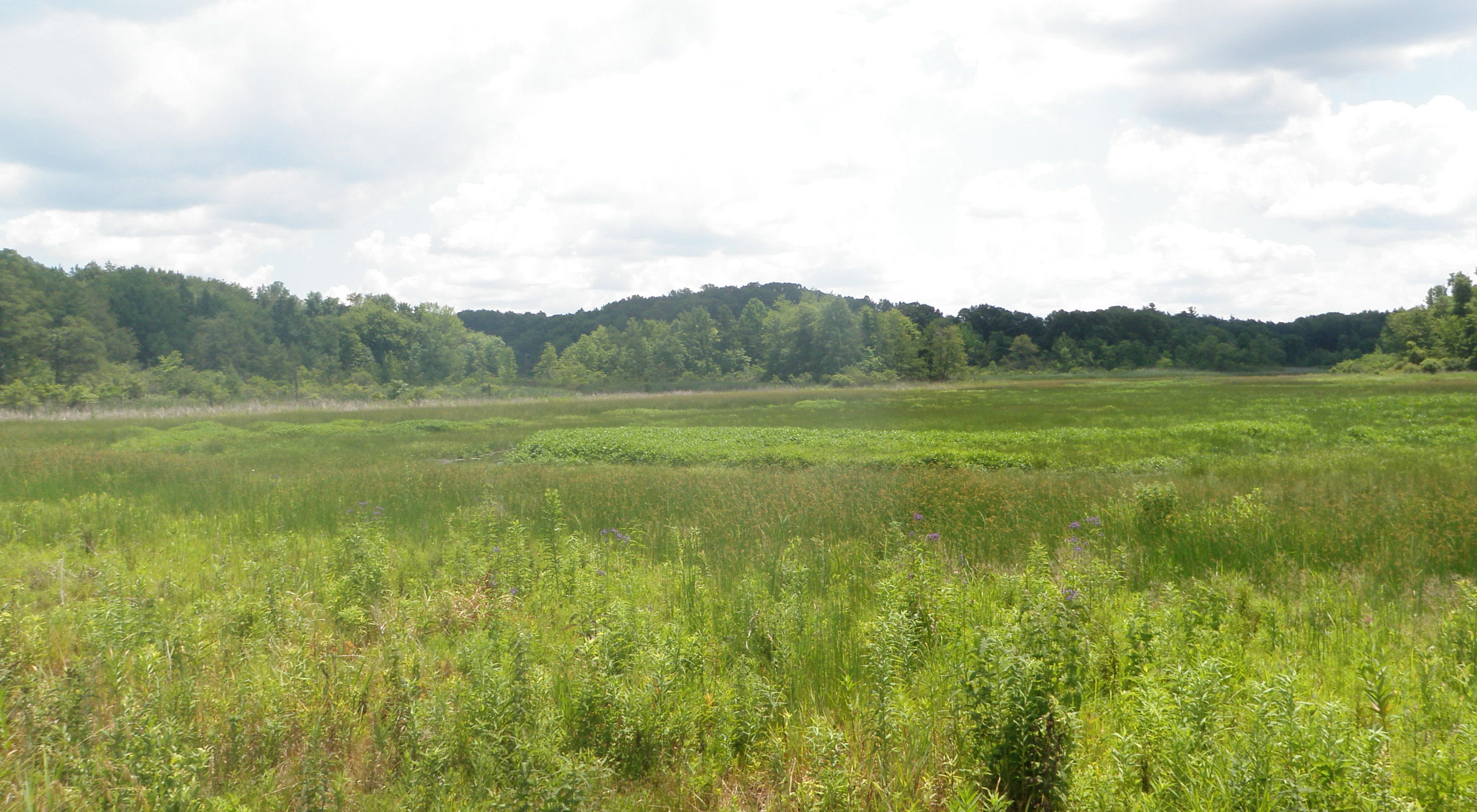 Summer view of wetland.