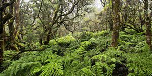Lush green ferns line the Maui forest with trees reaching upwards and the sunlight peering through.