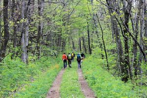 Seven people walk together in small groups along a two-track dirt road the curves through a forest. 