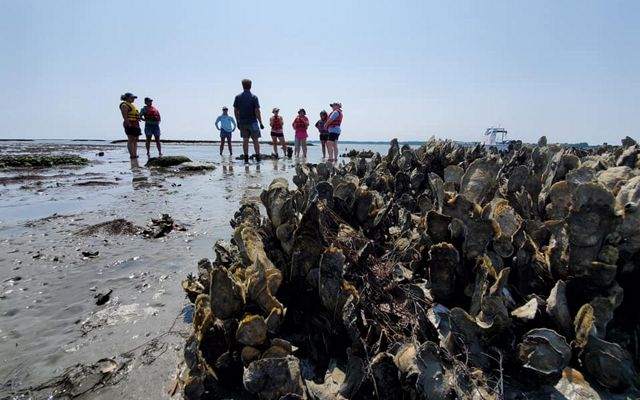 A group of people stand spread out on a beach under a bright blue sky. A large clump of oysters in a restored reef dominates the foreground.