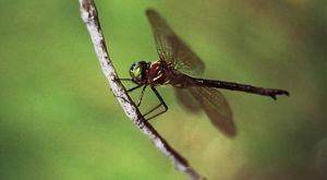 Closeup of a Hine's emerald dragonfly hanging on to a thin stick.