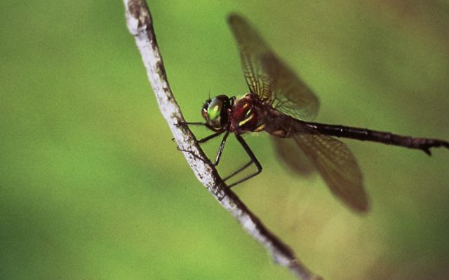 A black, blue and green Hine's emerald dragonfly rests on a branch with green foliage. 