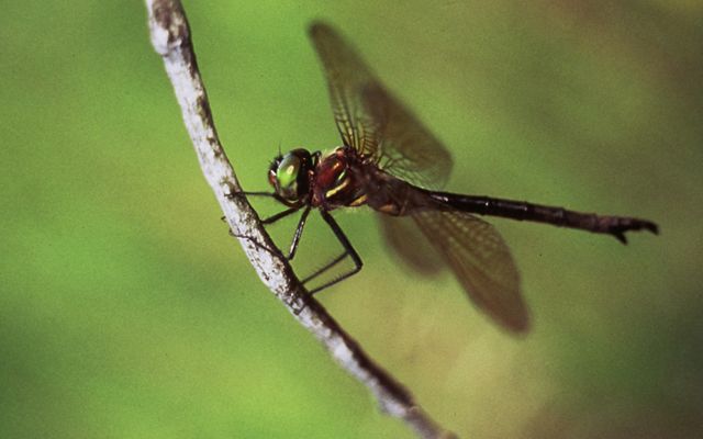 Closeup of a Hine's emerald dragonfly hanging on to a thin stick.