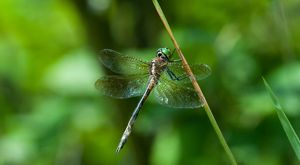 Dragonfly with two pairs of wings and green eyes grasps plant stem with front legs. 