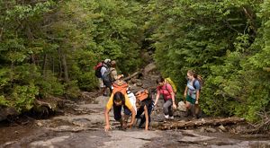 A group of people hike up a steep, rugged, rocky slope surrounded by dense forest.