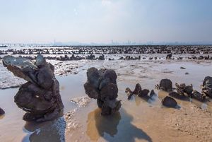 Oyster reef in Hong Kong