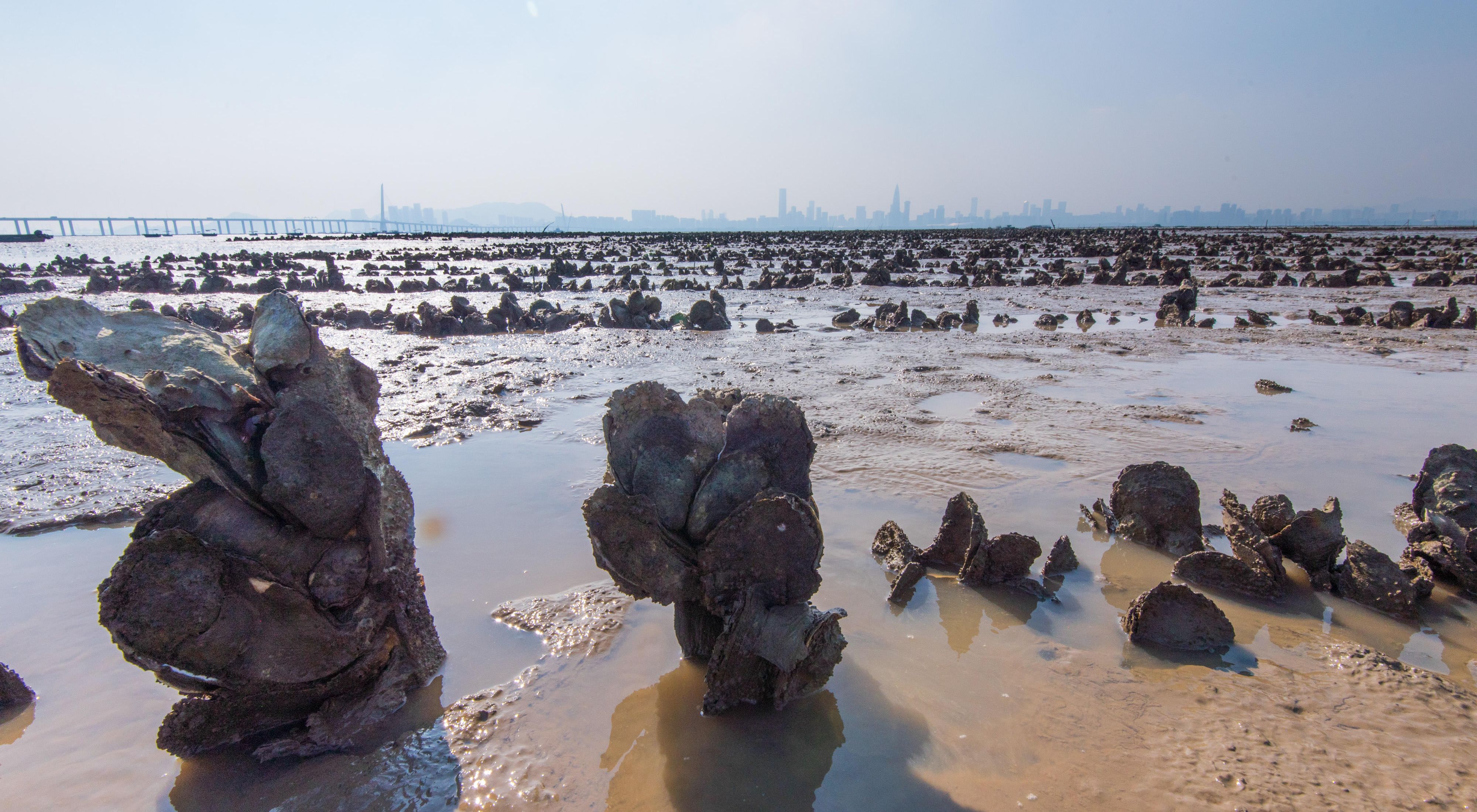 Oyster reefs in Hong Kong.