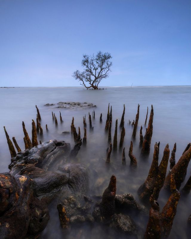 This photo was taken in Lamongan, East Java at sunset. Mangroves were planted to reduce the impact of abrasion around this area.