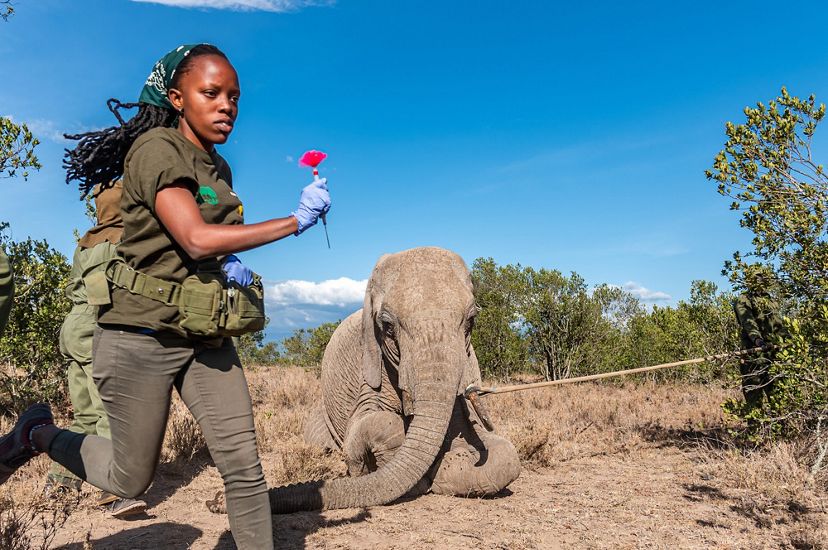 As the mother is sedated, a veterinarian works quickly to diagnose and treat an elephant calf wound. The image was taken at the Ol Pejeta Conservancy on July 20, 2022.